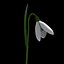 Snowdrop