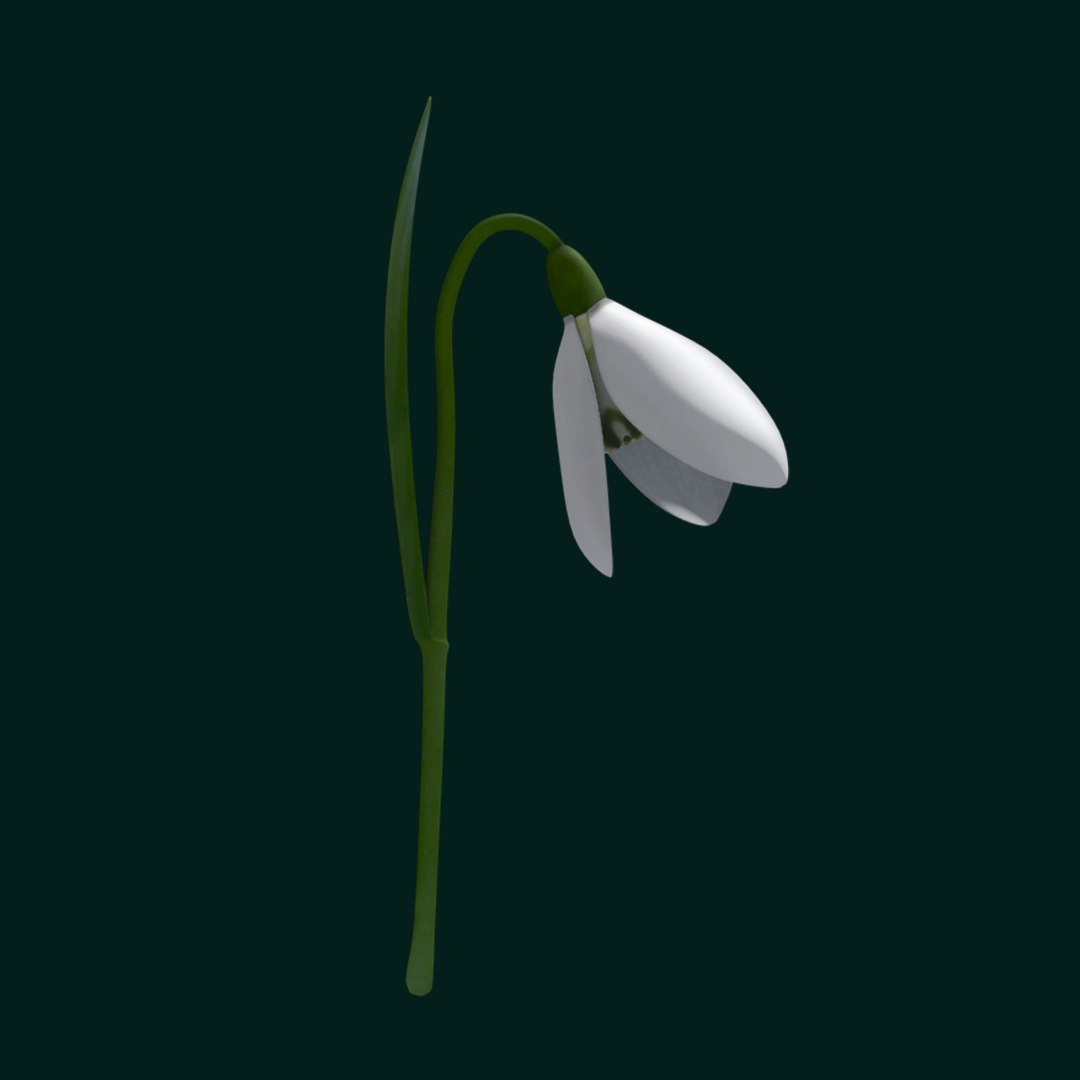 3d snowdrop https://p.turbosquid.com/ts-thumb/rP/WEaWsJ/LHVWPCRe/6/jpg/1425040654/1920x1080/fit_q87/2832ffd24c2193995d491e322f448df00975a373/6.jpg
