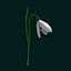 Snowdrop