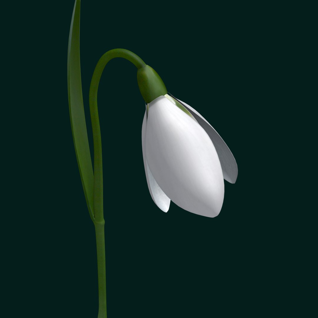 3d snowdrop https://p.turbosquid.com/ts-thumb/rP/WEaWsJ/UOwHwIJm/5/jpg/1425040580/1920x1080/fit_q87/4d233d9e98b854e08afc9aa3b79eb5158df919b5/5.jpg
