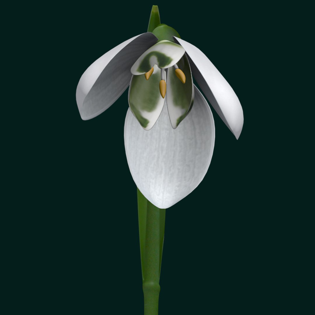 3d snowdrop https://p.turbosquid.com/ts-thumb/rP/WEaWsJ/bMenKSun/4/jpg/1425040580/1920x1080/fit_q87/4520bdfdfba386f0dbf5541acd452c2b67b2e056/4.jpg