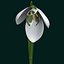 Snowdrop