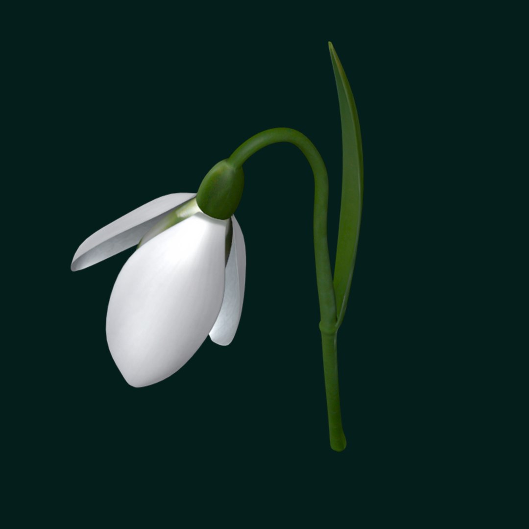 3d snowdrop https://p.turbosquid.com/ts-thumb/rP/WEaWsJ/h09vuRzr/3/jpg/1425040580/1920x1080/fit_q87/02f855669ec2deecd7069c58b4f285c09e897bc5/3.jpg