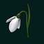 Snowdrop