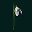 Snowdrop