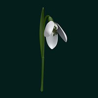 Snowdrop