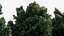 3D Juniperus excelsa Greek juniper