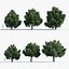 3D Juniperus excelsa Greek juniper