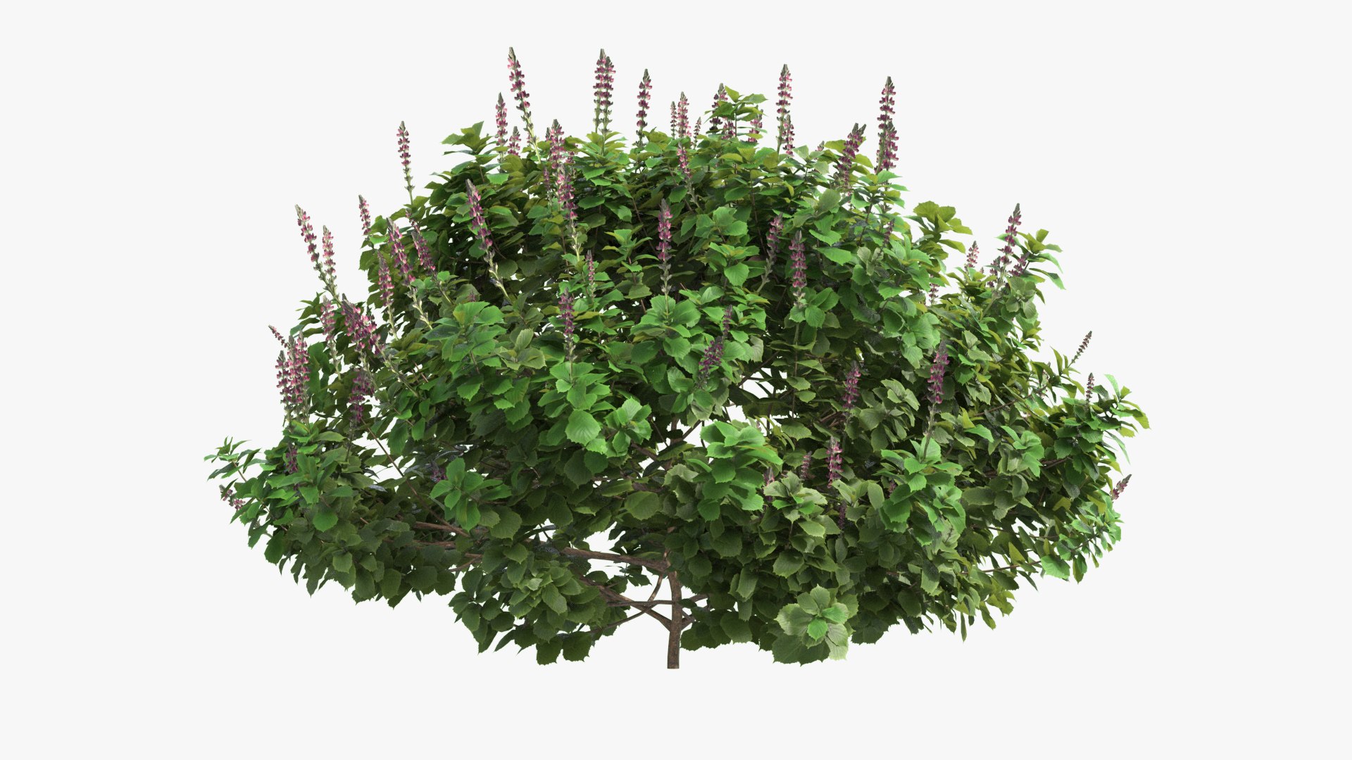 3D Plectranthus scutellarioides Plant bush 02 PBR https://p.turbosquid.com/ts-thumb/rP/lzNGHE/5y/002/jpg/1690998485/1920x1080/fit_q87/1c02f266c87dd2540e985d8b68f3cfda55c29229/002.jpg