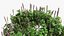 Plectranthus scutellarioides Plant bush 02 PBR