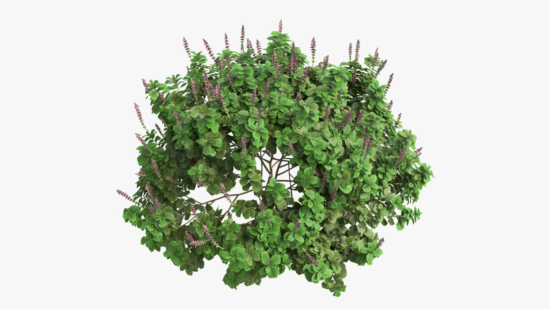 3D Plectranthus scutellarioides Plant bush 02 PBR https://p.turbosquid.com/ts-thumb/rP/lzNGHE/Fn/003/jpg/1690998486/1920x1080/fit_q87/ed3065a719e9e38ff888fa812b92cac01c8b671f/003.jpg