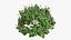 Plectranthus scutellarioides Plant bush 02 PBR