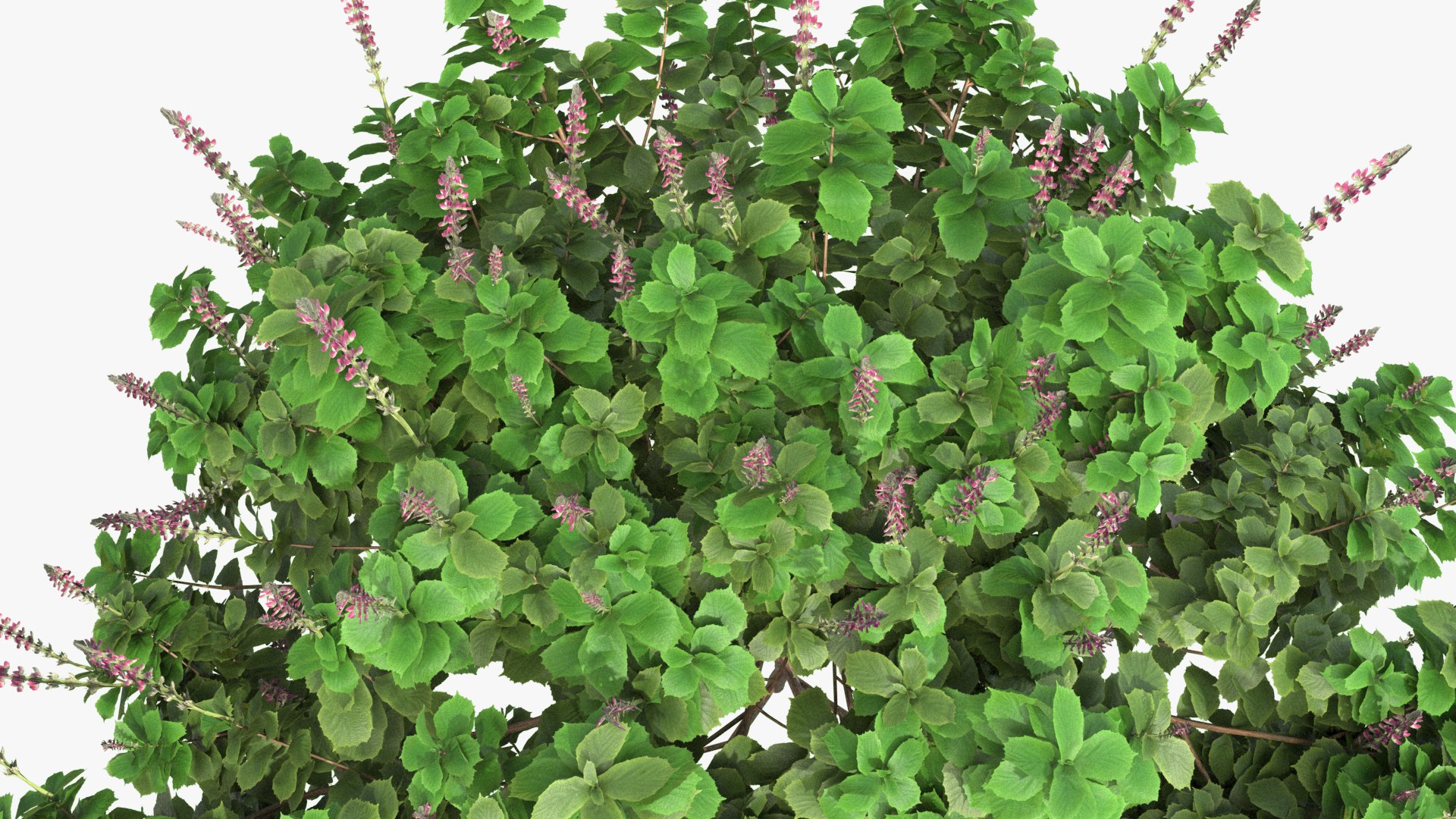 3D Plectranthus scutellarioides Plant bush 02 PBR https://p.turbosquid.com/ts-thumb/rP/lzNGHE/Fn/006/jpg/1690998487/1920x1080/fit_q87/bec1c495d01b8826337738f27833f0b5e1dec63c/006.jpg