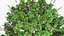 Plectranthus scutellarioides Plant bush 02 PBR