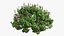 Plectranthus scutellarioides Plant bush 02 PBR