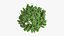 Plectranthus scutellarioides Plant bush 02 PBR
