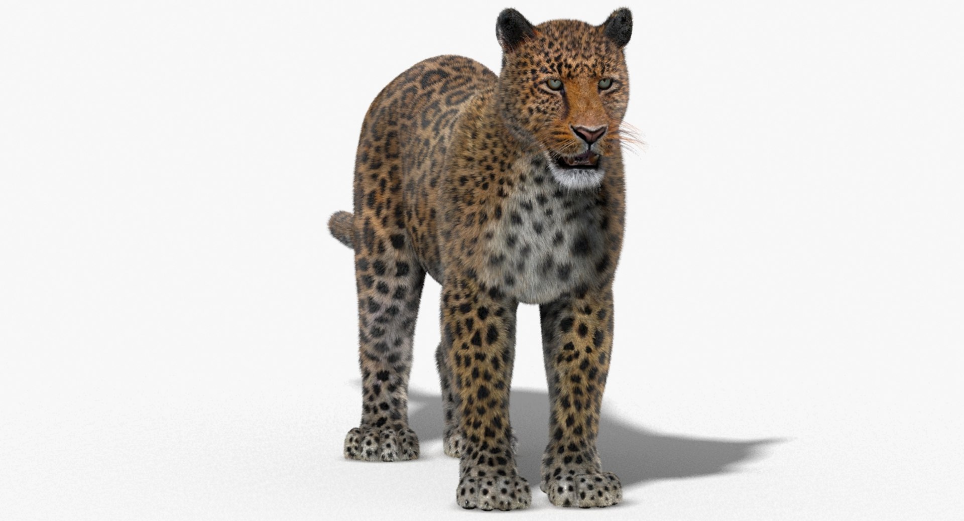 Big cats fur 3D model - TurboSquid 1329074