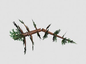 Broken Pinetree