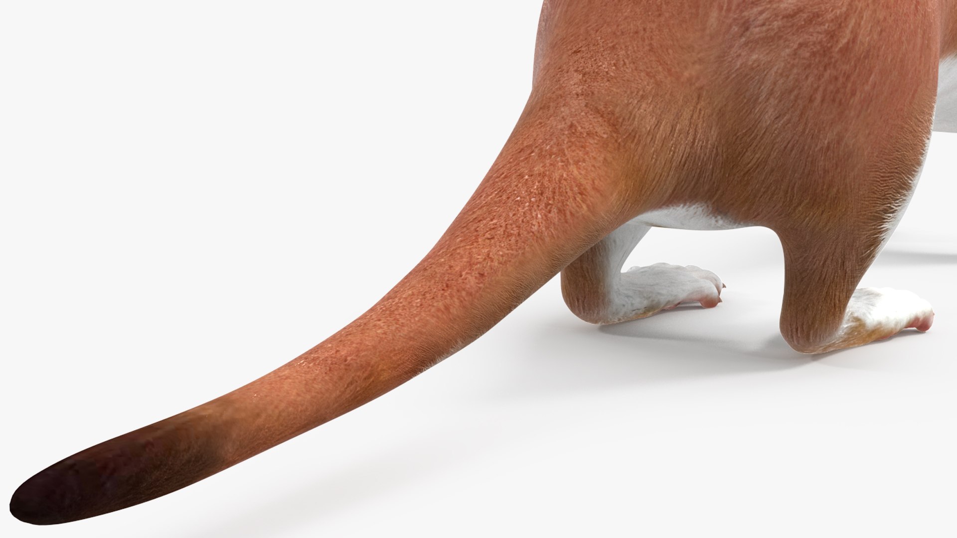 Eurasian Stoat Brown Rigged for Cinema 4D 3D model https://p.turbosquid.com/ts-thumb/rQ/2S9K4f/GD/eurasianstoatbrownriggedforcinema4dc4dmodel029/jpg/1721008830/1920x1080/fit_q87/71d4ca2b9f74efe6f1194547d50e0414890cc74f/eurasianstoatbrownriggedforcinema4dc4dmodel029.jpg