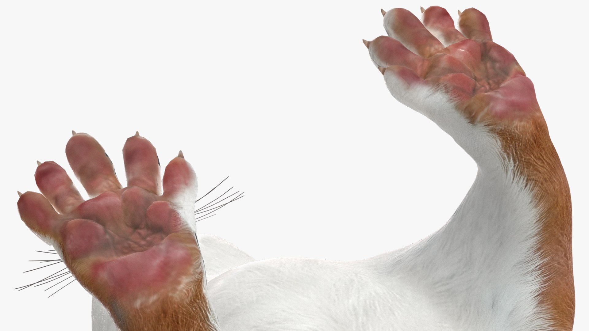 Eurasian Stoat Brown Rigged for Cinema 4D 3D model https://p.turbosquid.com/ts-thumb/rQ/2S9K4f/U1/eurasianstoatbrownriggedforcinema4dc4dmodel024/jpg/1721008810/1920x1080/fit_q87/c539e6b23f258c4143f31ad0ec88990567392bdf/eurasianstoatbrownriggedforcinema4dc4dmodel024.jpg