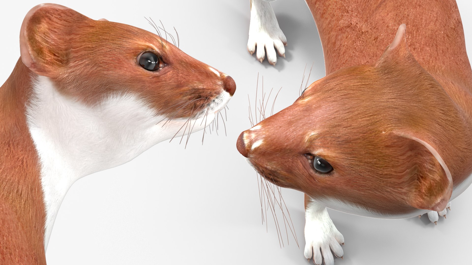 Eurasian Stoat Brown Rigged for Cinema 4D 3D model https://p.turbosquid.com/ts-thumb/rQ/2S9K4f/cn/eurasianstoatbrownriggedforcinema4dc4dmodel031/jpg/1721008837/1920x1080/fit_q87/b44edda91bb32de74ca8efaa8ac8f2deaaa55c06/eurasianstoatbrownriggedforcinema4dc4dmodel031.jpg