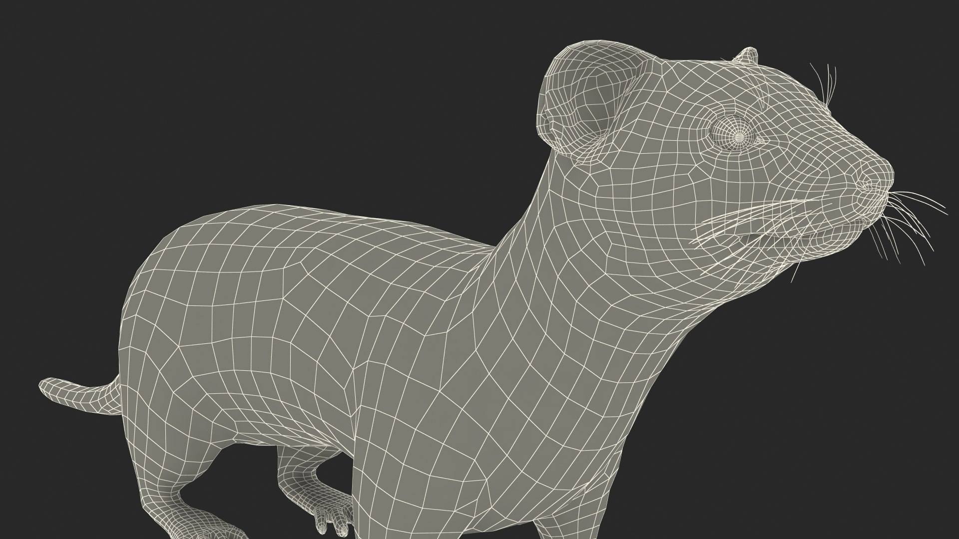 Eurasian Stoat Brown Rigged for Cinema 4D 3D model https://p.turbosquid.com/ts-thumb/rQ/2S9K4f/qe/eurasianstoatbrownriggedforcinema4dc4dmodel042/jpg/1721008876/1920x1080/fit_q87/ddedb17514c60c09d30562d20e585b1142f80208/eurasianstoatbrownriggedforcinema4dc4dmodel042.jpg