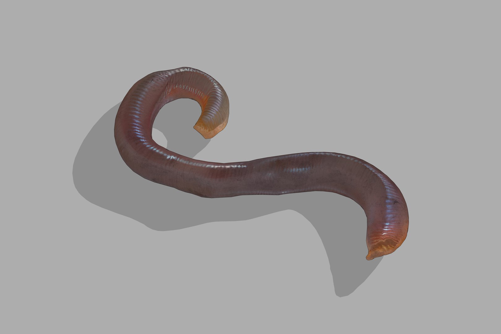 Earthworm Model - TurboSquid 2385465