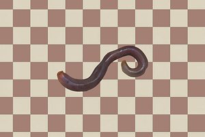 Earthworm model