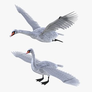 3D bird swan