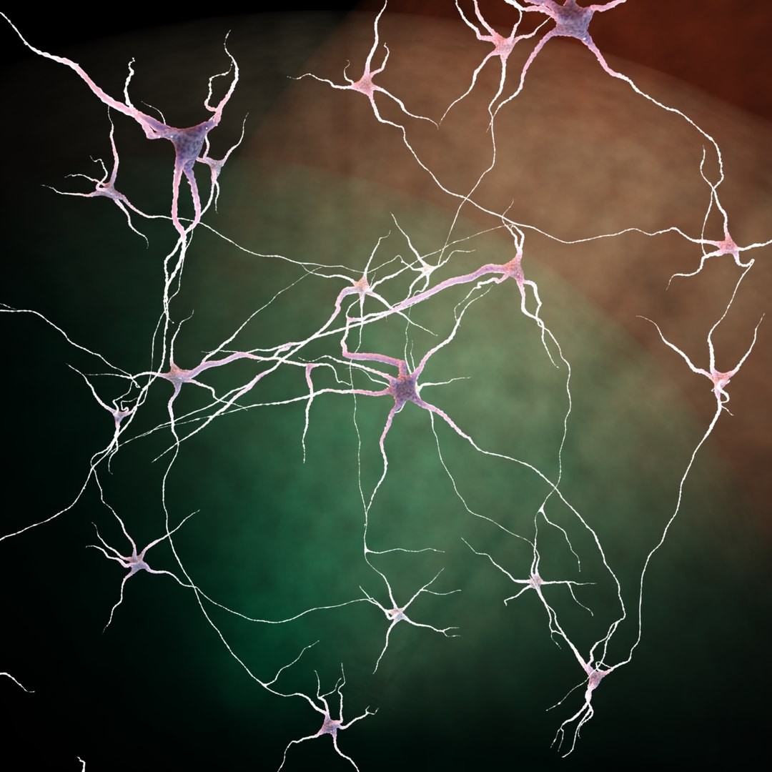 neurons glial cells c4d