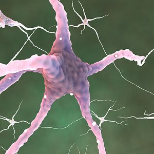 neurons glial cells c4d