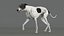Collezione animata di levrieri