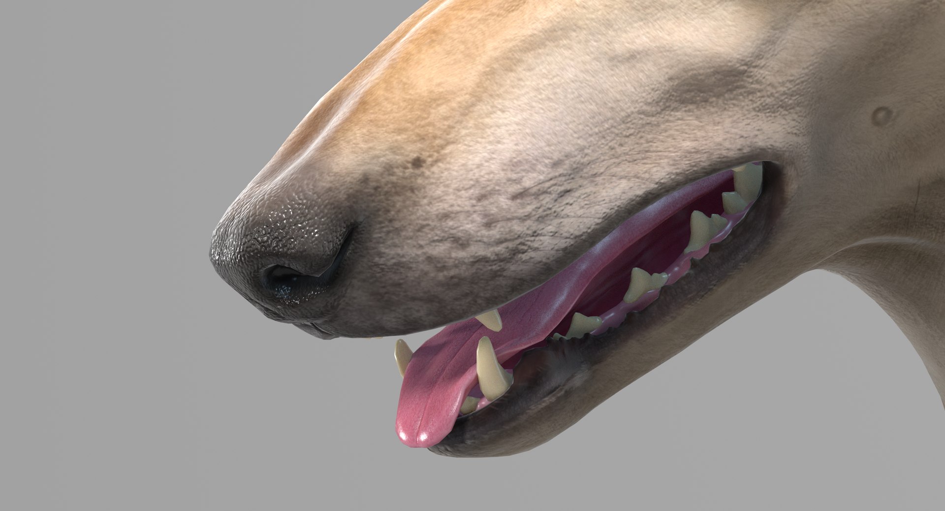 3D dogs rigged model https://p.turbosquid.com/ts-thumb/rQ/mnDqUz/B5/greyhound_add_06/png/1608045924/1920x1080/fit_q87/b55e3d9049951c0966562677f1740329b01b33ab/greyhound_add_06.jpg