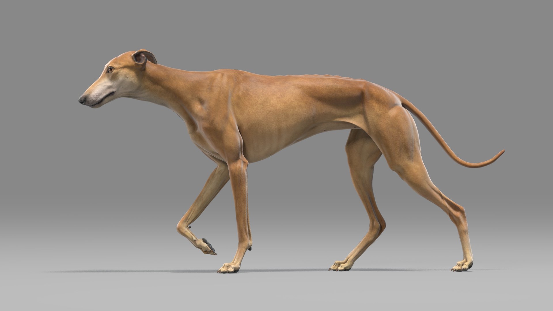 3D dogs rigged model https://p.turbosquid.com/ts-thumb/rQ/mnDqUz/LJ/greyhound_brown_ani_02/jpg/1608046550/1920x1080/fit_q87/66275cbc65552e6eef9b9f34b193d4a6e9c2c6a4/greyhound_brown_ani_02.jpg