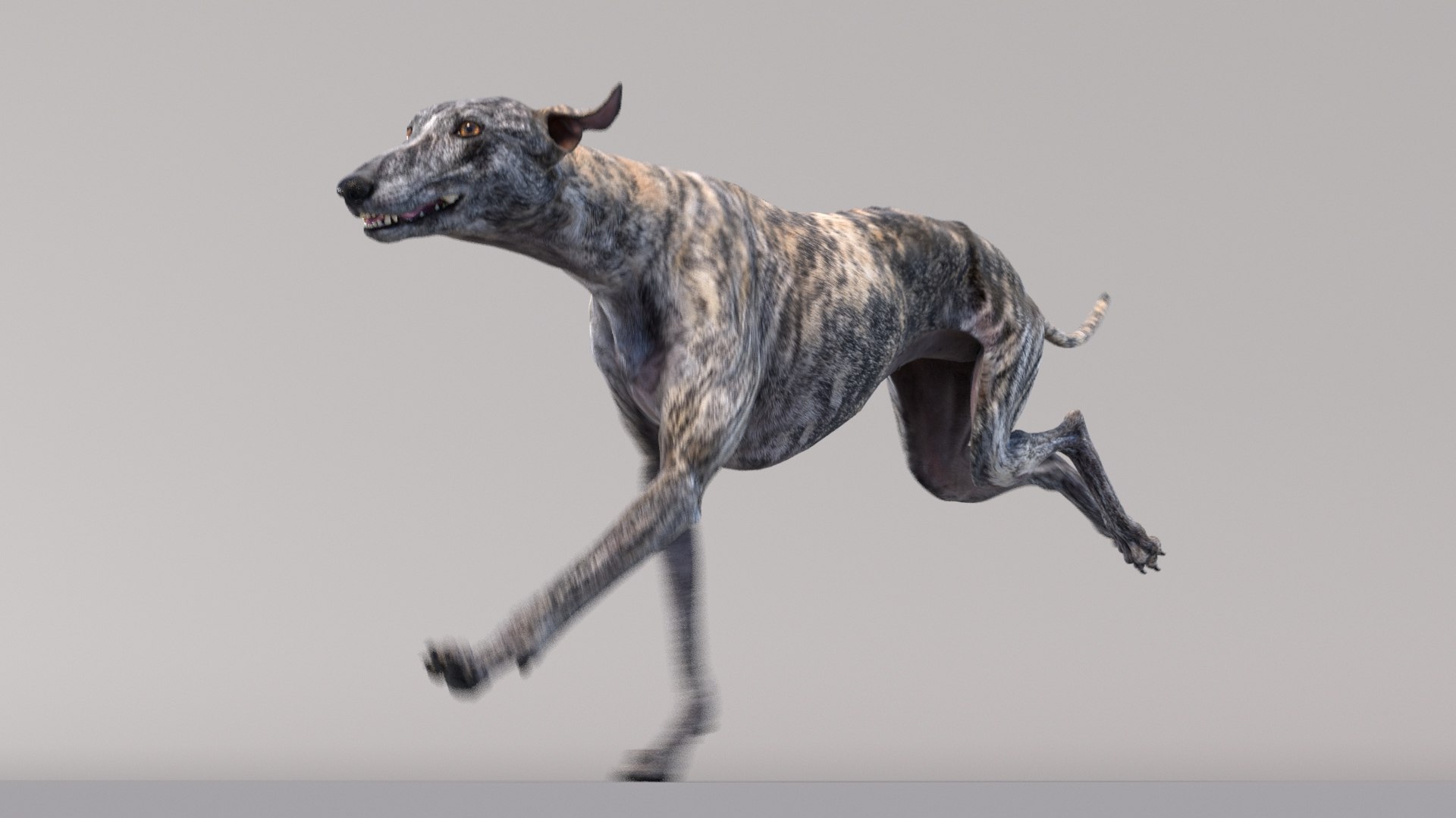 3D dogs rigged model https://p.turbosquid.com/ts-thumb/rQ/mnDqUz/a9/greyhound_tiger_ani_08/jpg/1608046571/1920x1080/fit_q87/937e8c65615d68035c809063576f1803aab8a8e5/greyhound_tiger_ani_08.jpg