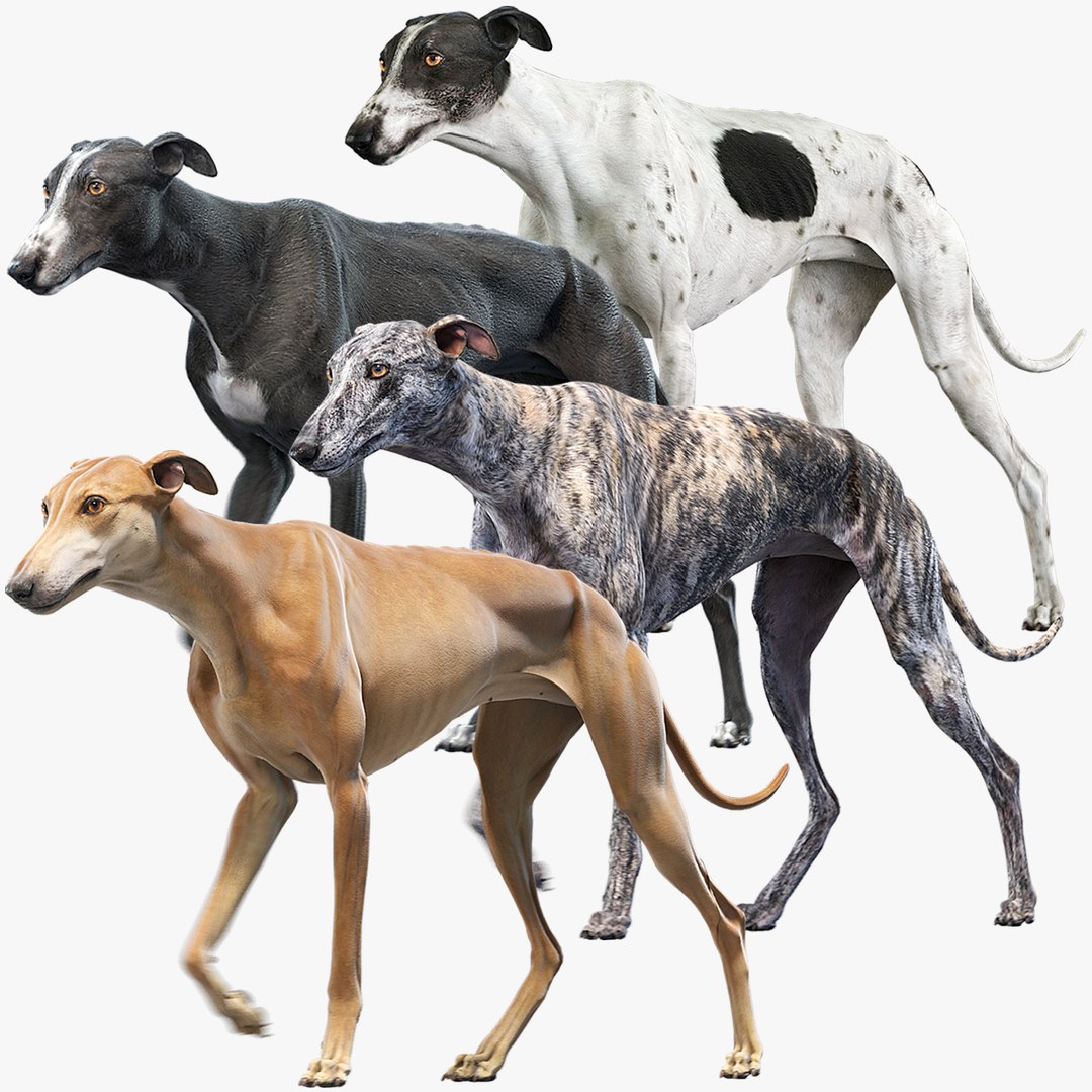 3D dogs rigged model https://p.turbosquid.com/ts-thumb/rQ/mnDqUz/f7/greyhound_signature_42/png/1608059024/1920x1080/fit_q87/ed99290b898457bb2d0a433c259d819b1eadf69c/greyhound_signature_42.jpg