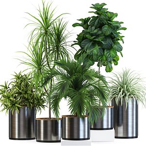 Plants collection 541 3D model