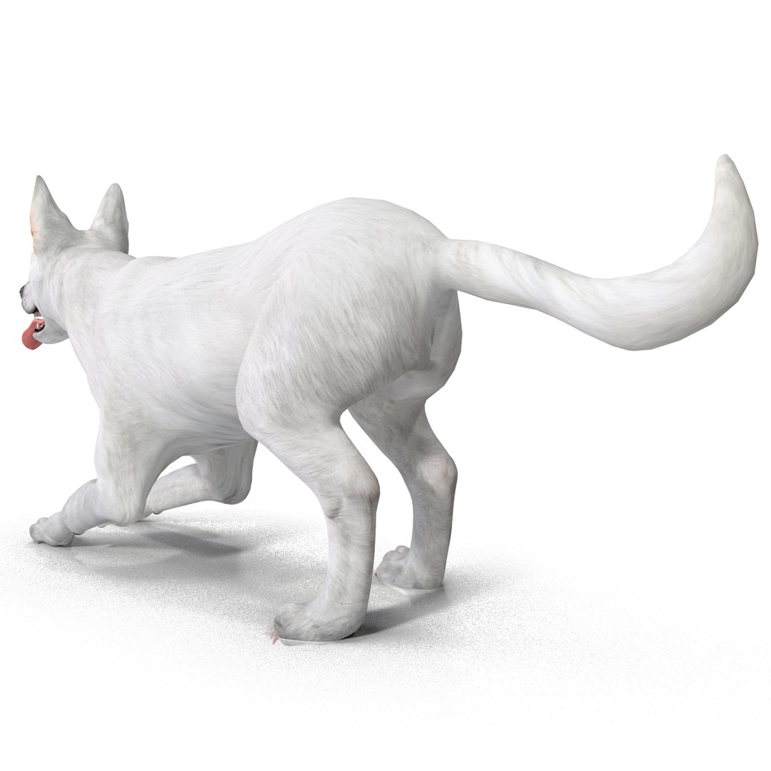 dsmax white shepherd dog pose https://p.turbosquid.com/ts-thumb/rQ/wizRI3/FdzZXWk2/whiteshepherddogpose3_6/jpg/1422282599/1920x1080/fit_q87/3d670298c5a4476a125a78b1494eca5e2924c83c/whiteshepherddogpose3_6.jpg