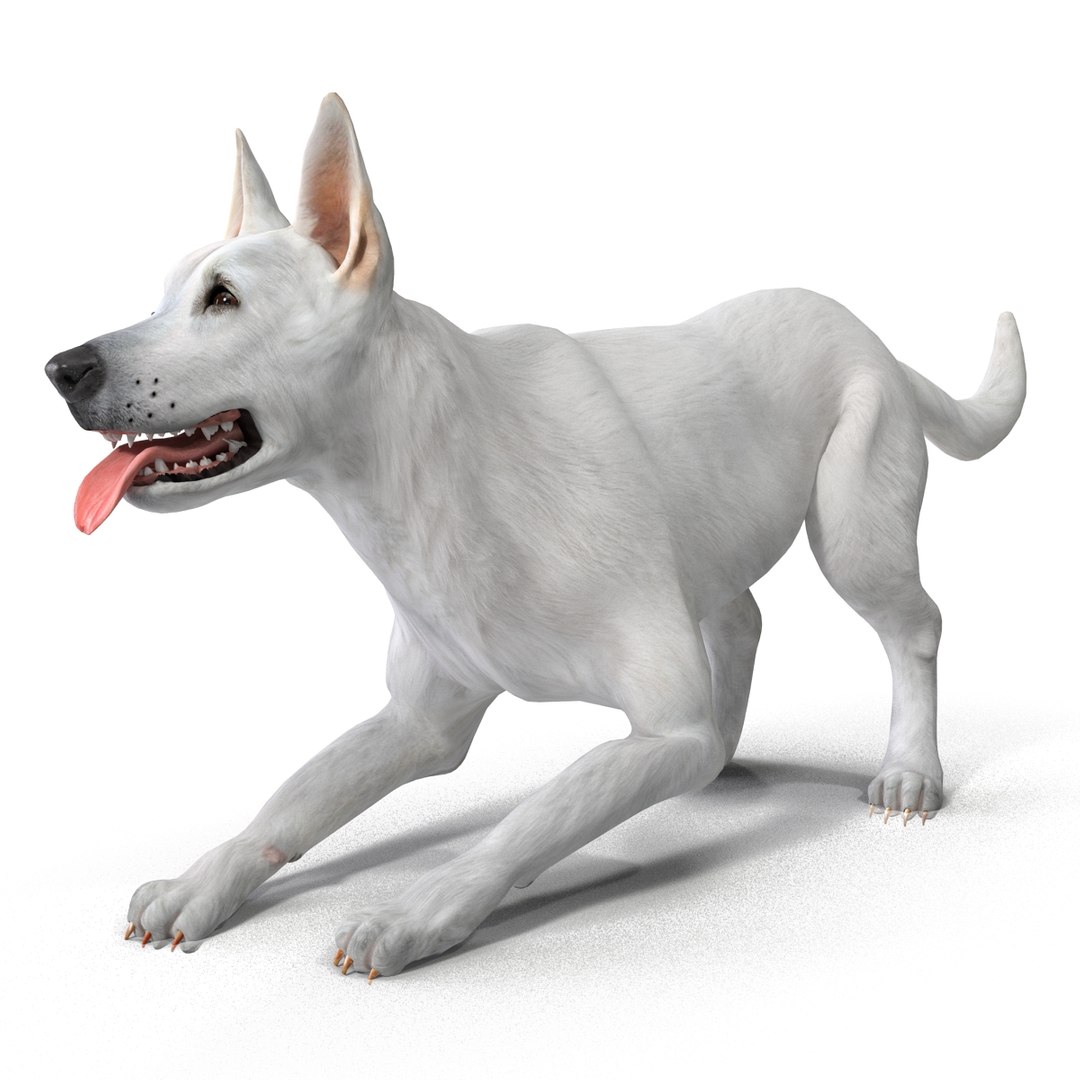 dsmax white shepherd dog pose https://p.turbosquid.com/ts-thumb/rQ/wizRI3/HMtZyd5K/whiteshepherddogpose3_3/jpg/1422282594/1920x1080/fit_q87/e8f931cd0dd60b86e01582dd9342cc343e836b11/whiteshepherddogpose3_3.jpg