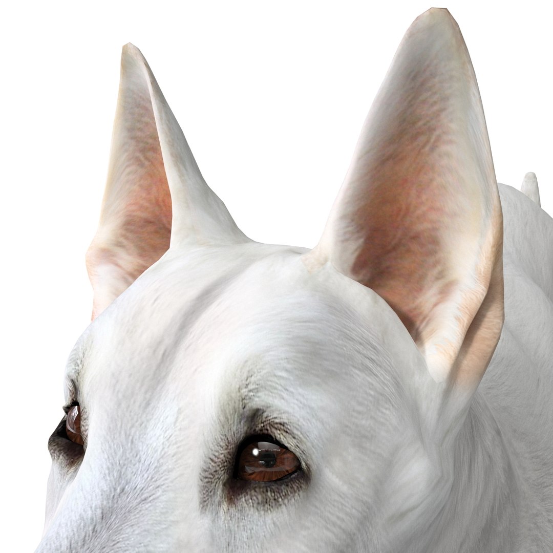 dsmax white shepherd dog pose https://p.turbosquid.com/ts-thumb/rQ/wizRI3/O2Gv0imm/whiteshepherddogpose3_11/jpg/1422282606/1920x1080/fit_q87/3ef8d0d94a00e09465a119d2c31aa4a1db43cd54/whiteshepherddogpose3_11.jpg