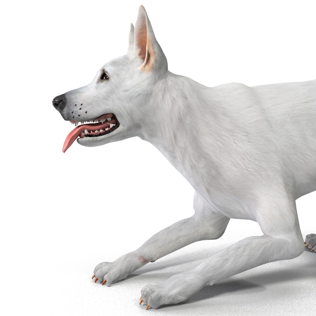 dsmax white shepherd dog pose https://p.turbosquid.com/ts-thumb/rQ/wizRI3/hjxOm2Zd/whiteshepherddogpose3_10/jpg/1422282605/1920x1080/fit_q87/23273eca4d814016f7bdb0fec9e1babaf0ef2483/whiteshepherddogpose3_10.jpg