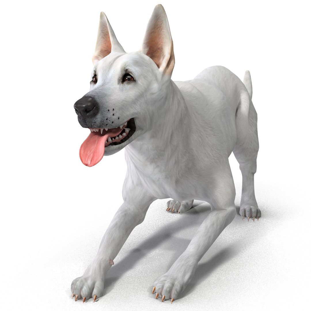 dsmax white shepherd dog pose https://p.turbosquid.com/ts-thumb/rQ/wizRI3/rkIU34ys/whiteshepherddogpose3_8/jpg/1422282601/1920x1080/fit_q87/9c36a25036e6461e3257fc8dd65d368c602885c3/whiteshepherddogpose3_8.jpg