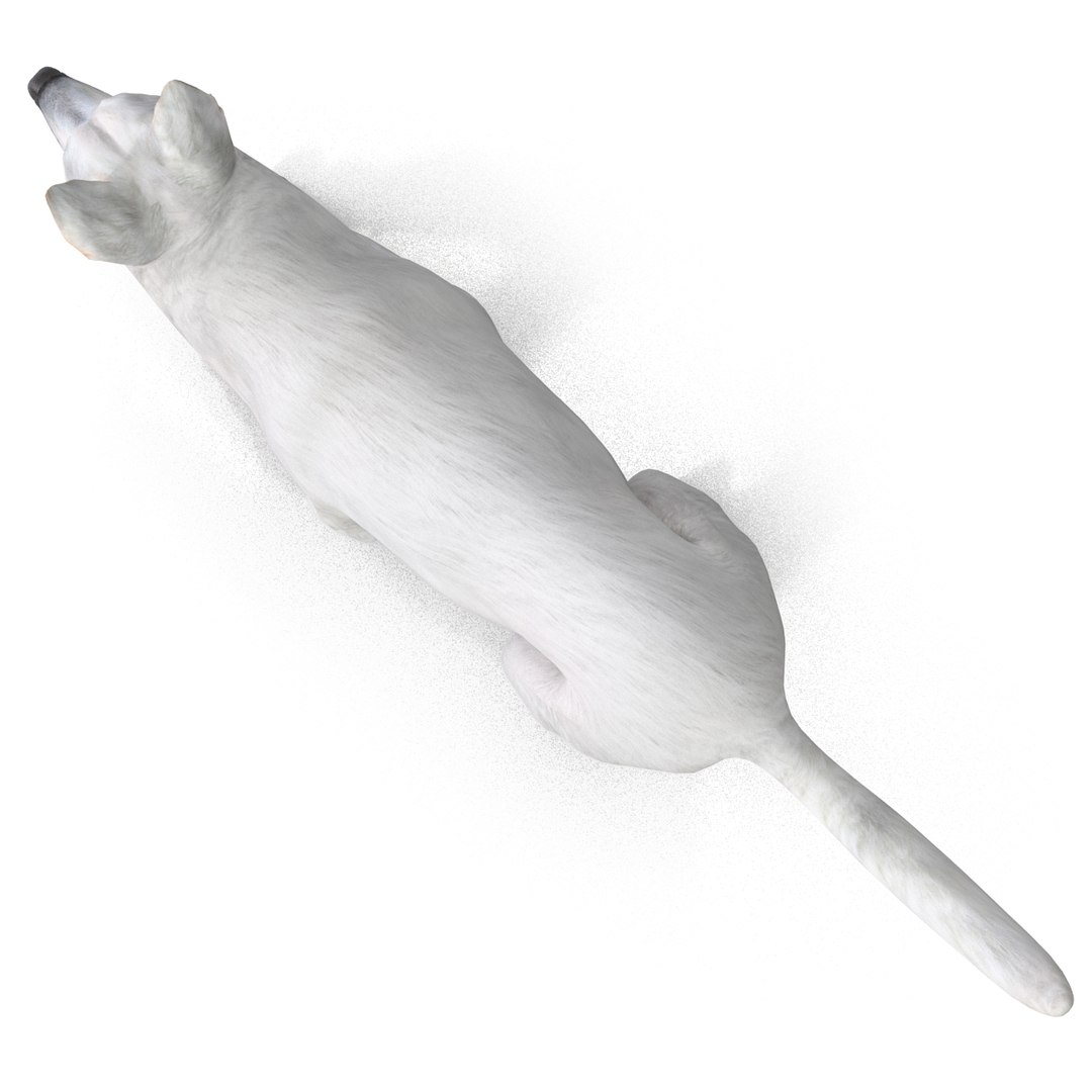 dsmax white shepherd dog pose https://p.turbosquid.com/ts-thumb/rQ/wizRI3/txHdj6lQ/whiteshepherddogpose3_7/jpg/1422282600/1920x1080/fit_q87/b764096eef0aebb6d4d2ee0651933ff329e6571c/whiteshepherddogpose3_7.jpg