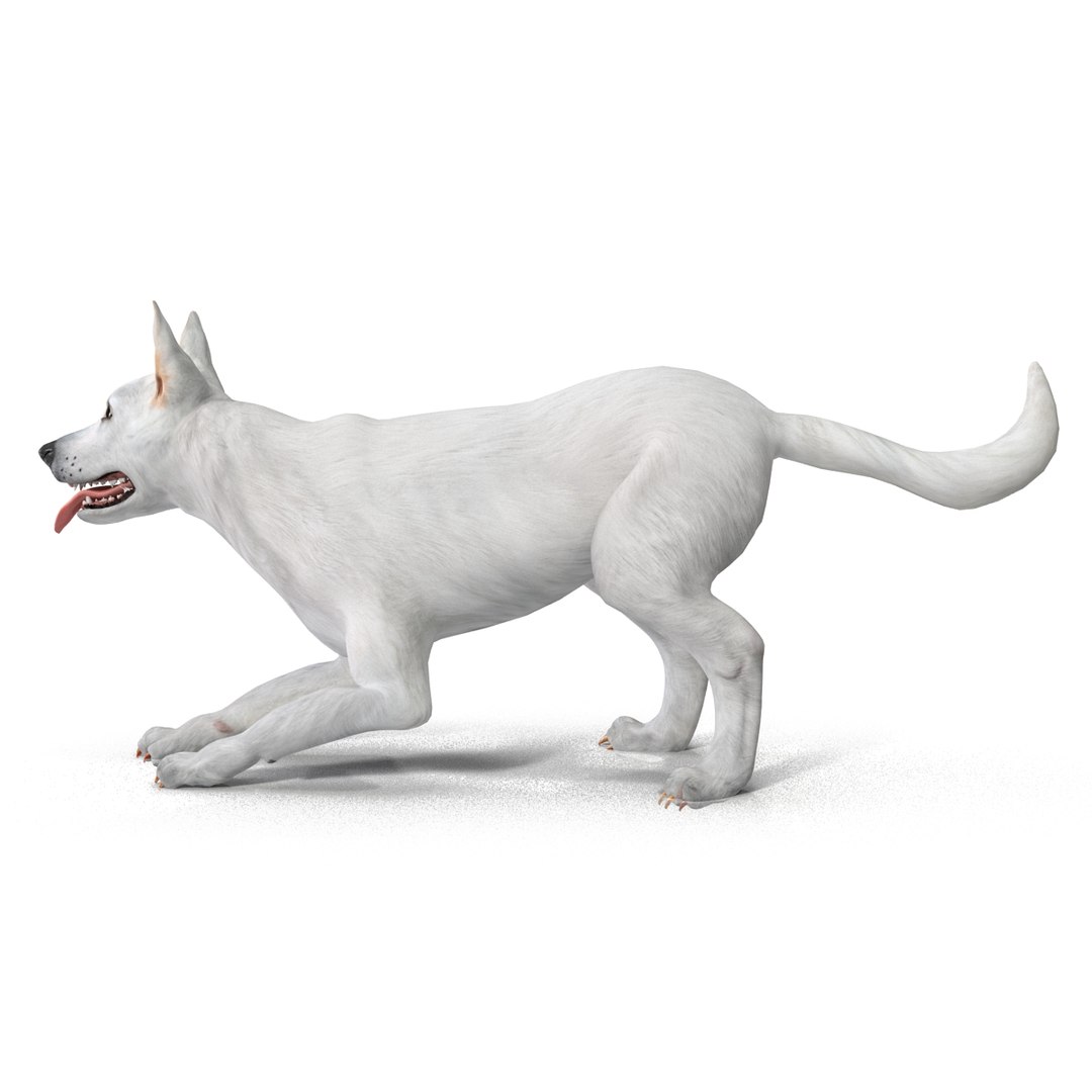 dsmax white shepherd dog pose https://p.turbosquid.com/ts-thumb/rQ/wizRI3/vX6T1uHA/whiteshepherddogpose3_5/jpg/1422282597/1920x1080/fit_q87/a7388d6ef15e1526cb3ac1f153a4c95969edc5e8/whiteshepherddogpose3_5.jpg