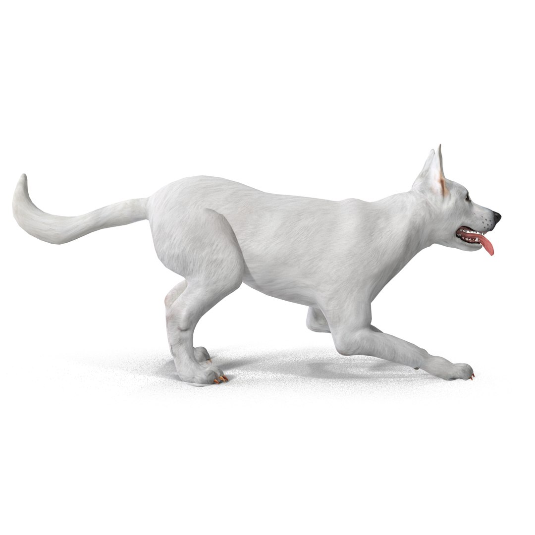 dsmax white shepherd dog pose https://p.turbosquid.com/ts-thumb/rQ/wizRI3/wtanNRWI/whiteshepherddogpose3_4/jpg/1422282595/1920x1080/fit_q87/6c21c66497502116b3ec4df229f69a2ee80c5ecf/whiteshepherddogpose3_4.jpg