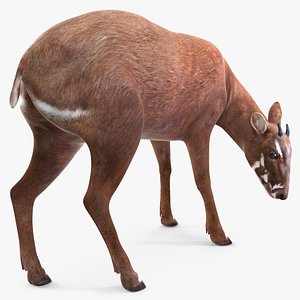 Saola Eating