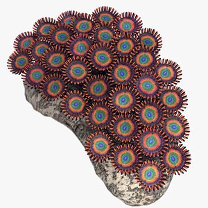 shazam zoanthus soft 3d max