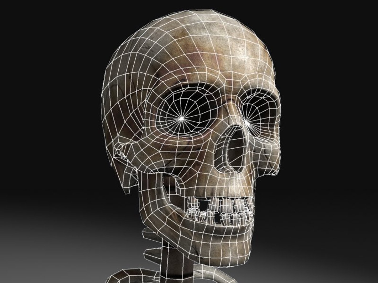 Human Skeleton 3d Model Biology Diagrams