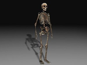 Human Skeleton 2