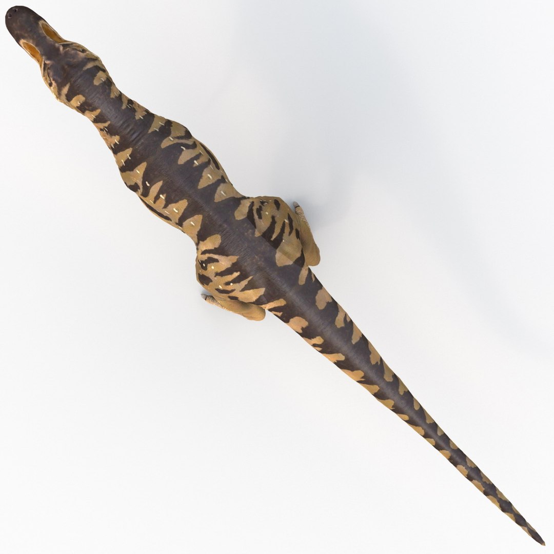 tarbosaurus dinosaur 3d max https://p.turbosquid.com/ts-thumb/rR/LLgyW3/kVJIu2zM/tarbosaurus_13/jpg/1383273567/1920x1080/fit_q87/d0c63620118f64e5495b2e4419b416406df36bf0/tarbosaurus_13.jpg
